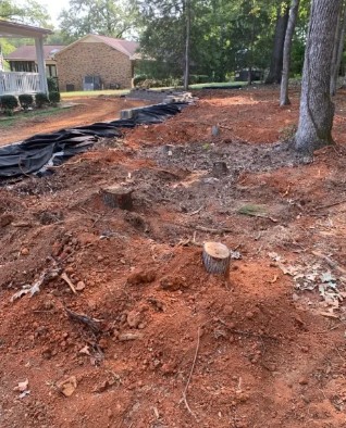 A Treasure Coast yard before grinding — tree stumps still in the ground