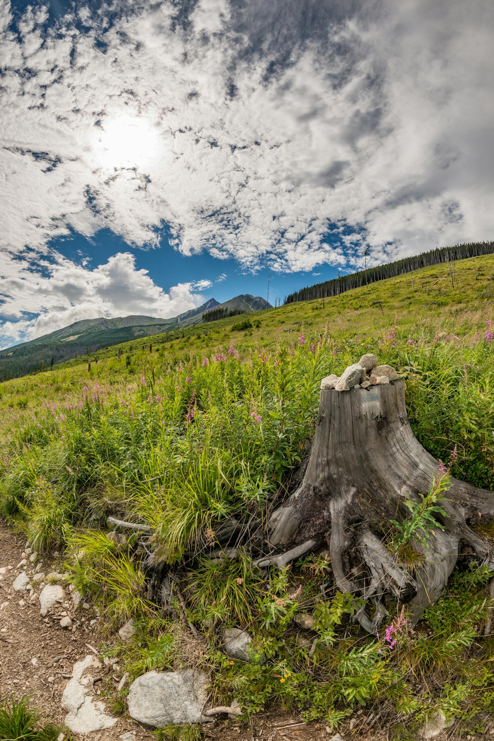 Tree stump being ground down